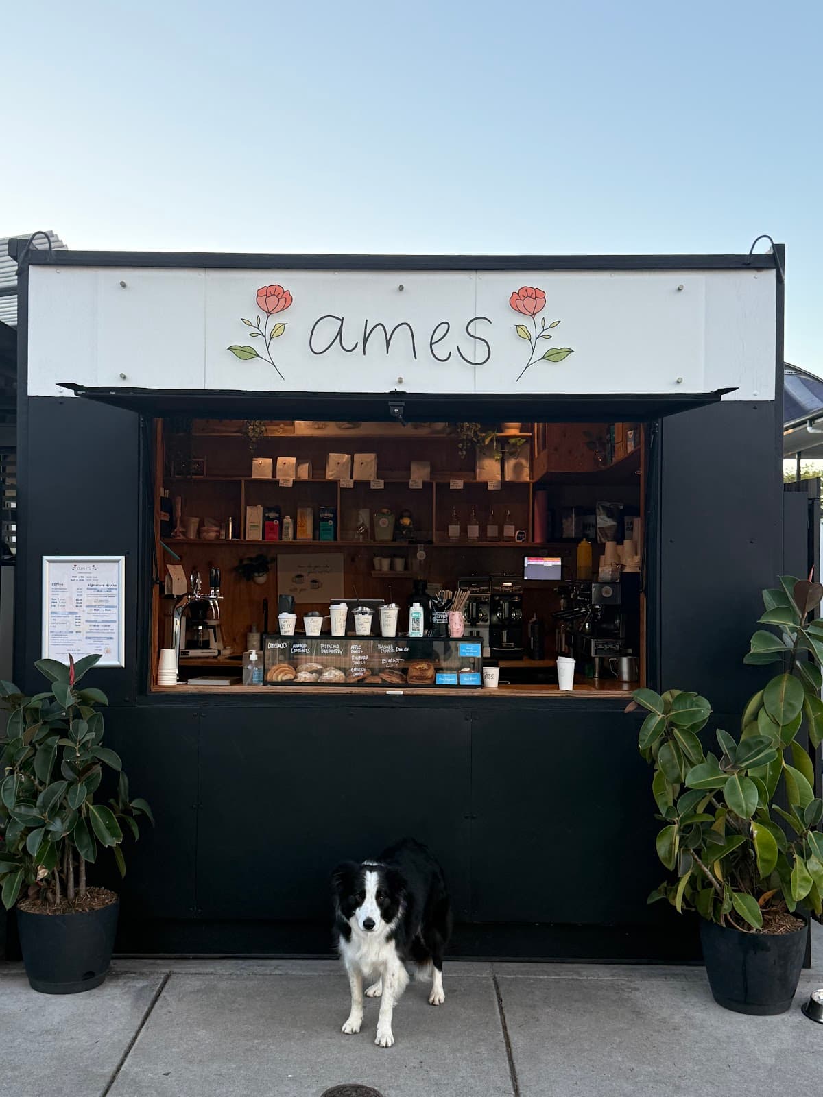 ames coffee's black walk-up coffee window on McLennan Street, Albion, with the hand-painted rose sign overhead and Rooky the border collie sitting out front